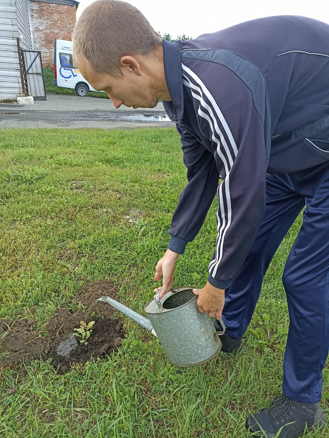 На Янтарной аллее появились молодые дубки.