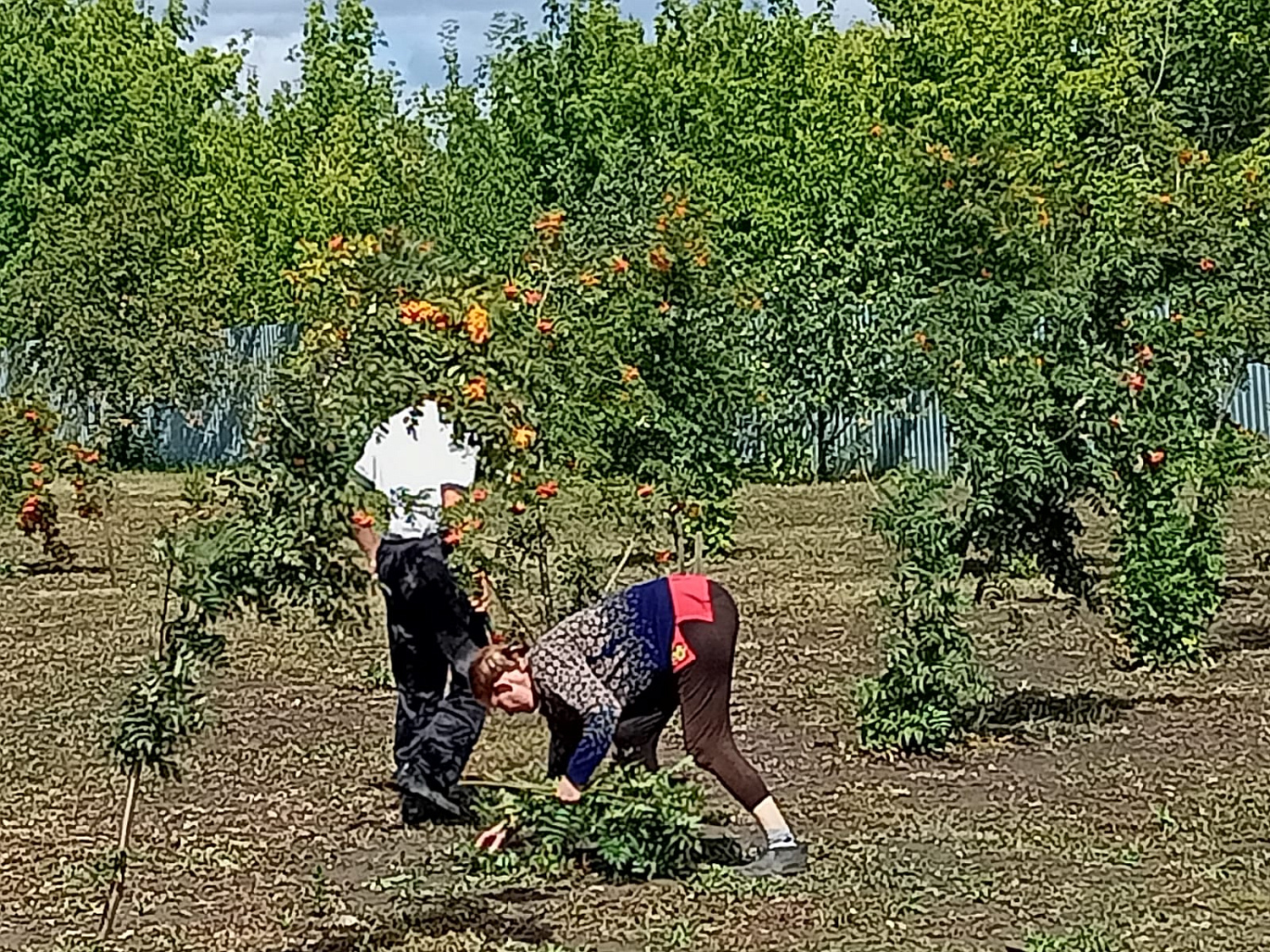 Растёт и хорошеет Янтарная аллея!