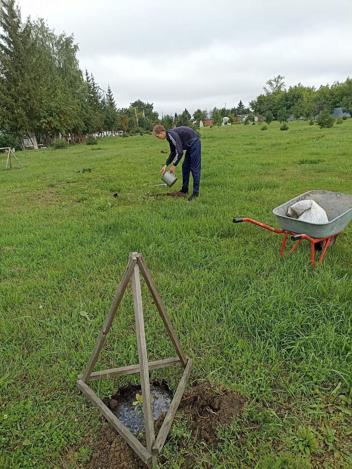 На Янтарной аллее появились молодые дубки.