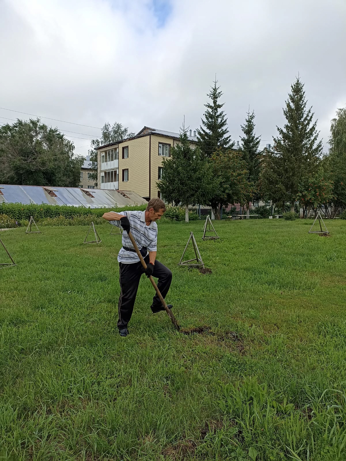 На Янтарной аллее появились молодые дубки.